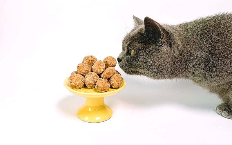 What Is The Best Way To Feed Your Cat?